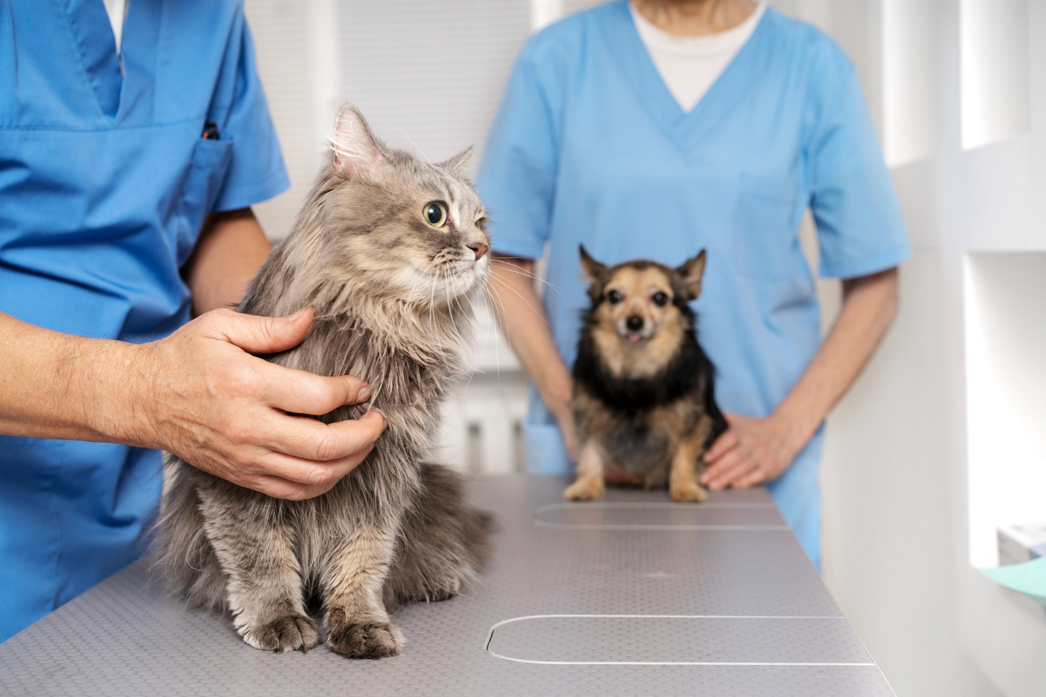 veterinary doctor taking care of pet before fho surgery